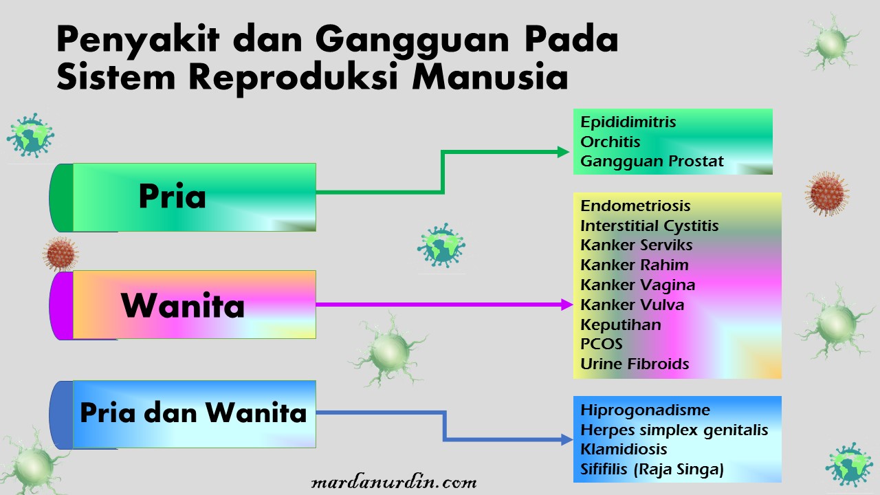 Kenali Penyakit Pada Sistem Reproduksi Manusia Mardanurdin